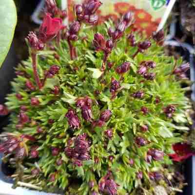 Saxifraga x arendsii `Pixi Pan Red` (Skalnica Arendsa)