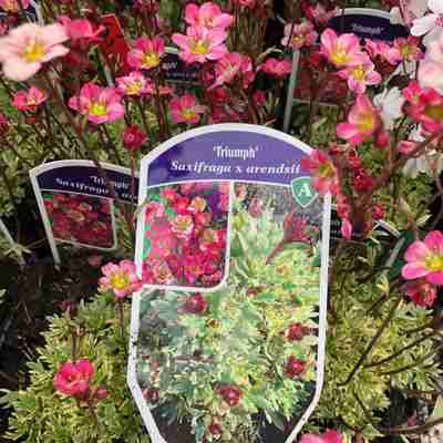 Saxifraga x arendsii `Triumph` (Skalnica Arendsa)