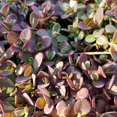Sedum spurium `SUNSPARKLER Firecracker` (Rozchodnik)