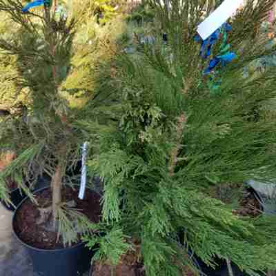Sequoiadendron giganteum (Mamutowiec olbrzymi)