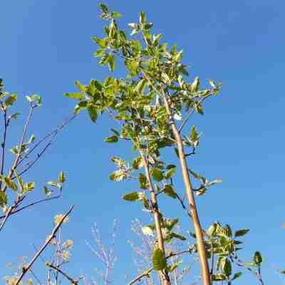 Sorbus thuringiaca `Fastigiata` (Jarząb turyngski)