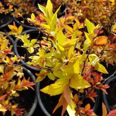 Spiraea x cinerea `Grefsheim` (Tawuła szara)