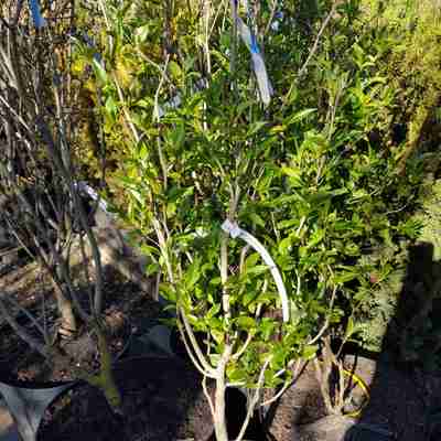 Stewartia pseudocamellia (Stewartia nibykamelia)