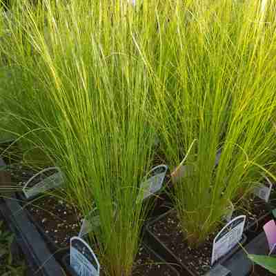 Stipa tenuissima `Pony Tails` (Ostnica cieniutka)