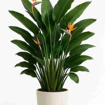 Strelitzia reginae (Strelicja królewska)