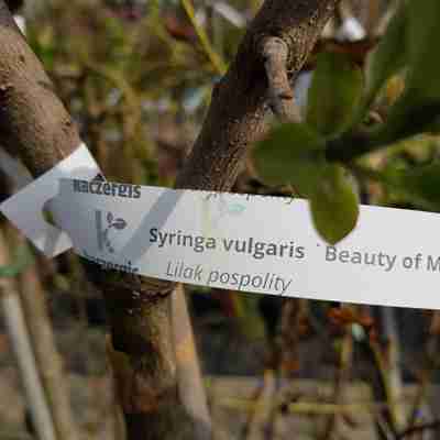 Syringa vulgaris `Beauty of Moscow` (Lilak pospolity)