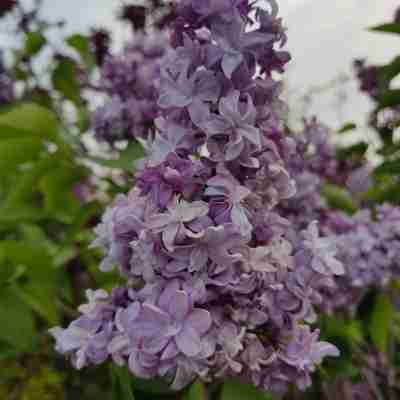 Syringa vulgaris `President Grevy` (Lilak pospolity)