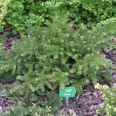 Taxus baccata `Repandens` (Cis pospolity)