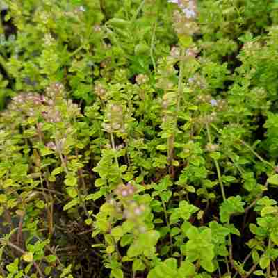 Thymus x citriodorus `Lemon Variegata` (Macierzanka cytrynowa)