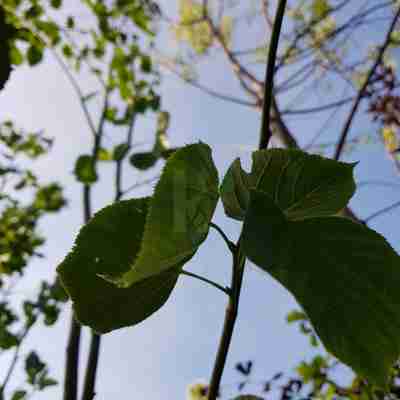 Tilia europaea `Euchlora` (Lipa krymska)