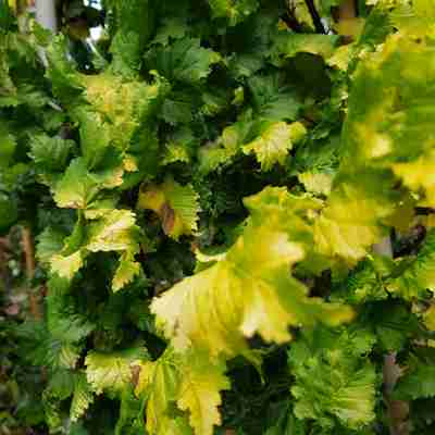 Ulmus hollandica `Wredei` (Wiąz holenderski)