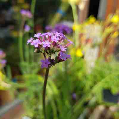 Verbena bonariensis (Werbena argentyńska)