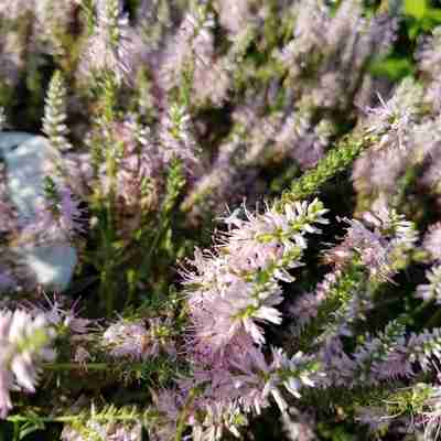 Veronica spicata `Inspire Rose` (Przetacznik kłosowy)