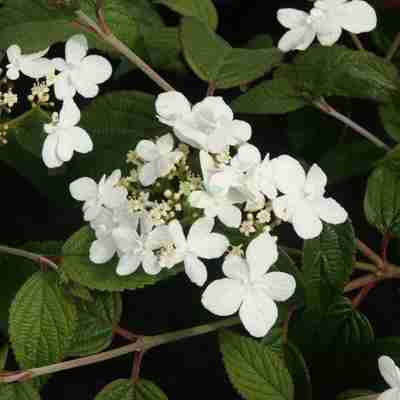 Viburnum plicatum `Watanabe` (Kalina japońska)