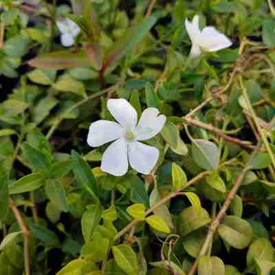 Vinca major `Alba` (Barwinek większy)