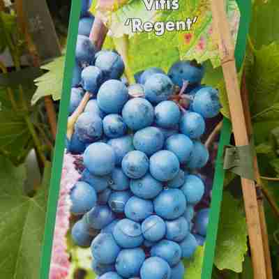 Vitis `Regent` (Winorosl)
