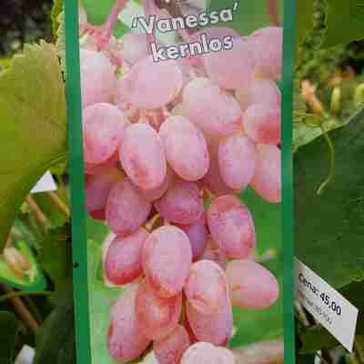 Vitis `Vanessa` (Winorośl)