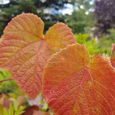 Vitis coignetiae (Winorośl japońska)