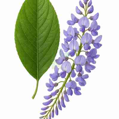 Wisteria floribunda (Glicynia)